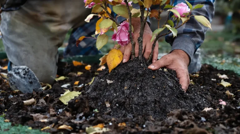 Accueil Roses avant l’hiver : un jardinier révèle le geste essentiel à faire en automne, voici pourquoi