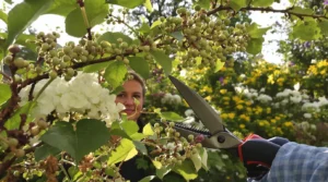 Taillées en septembre, adieu floraison au printemps : ces plantes du jardin à ne pas couper maintenant